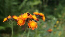 Imagem de Pilosella aurantiaca (L.) Sch. Bip., F. W. Schultz & Sch. Bip.