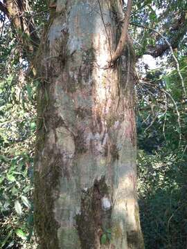 Image of Carpinus viminea Wall. ex Lindl.