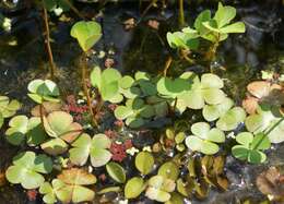 Plancia ëd Marsilea quadrifolia L.