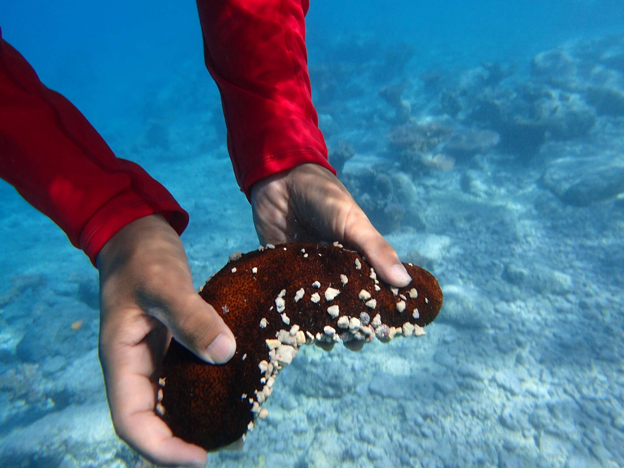 Image of Paradox Sea Cucumber