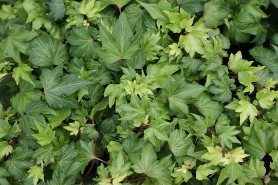 Image of English ivy