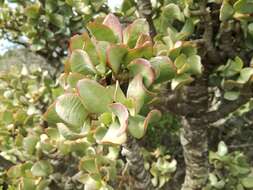 Image of jade plant