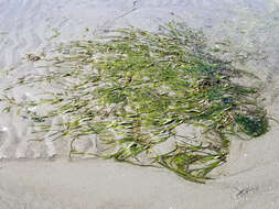 Image of Eelgrass