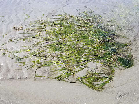 Image of Eelgrass