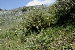 Image of Dark bee orchid