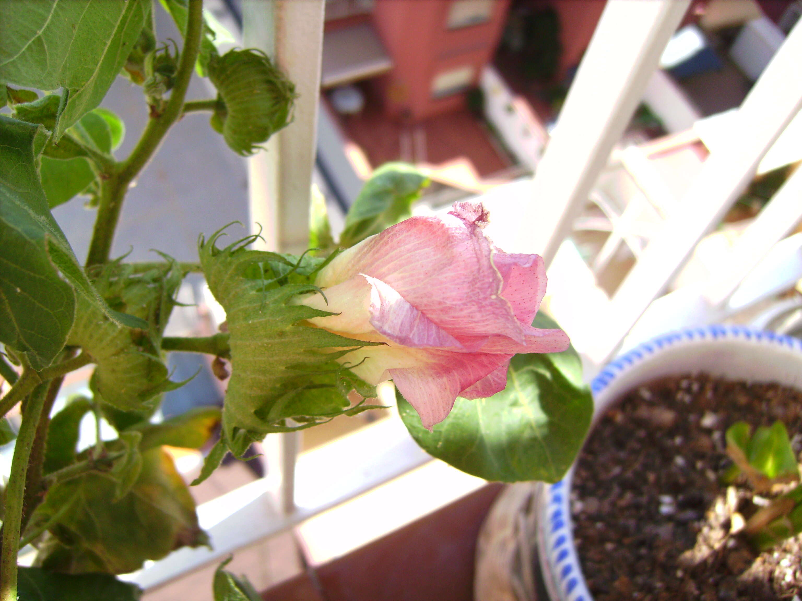 Image of upland cotton