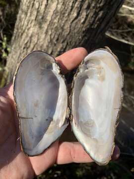 Image of Brown Elliptio