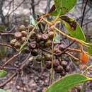 Слика од Eucalyptus arenacea J. C. Marginson & P. Y. Ladiges