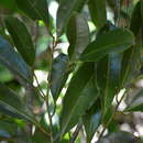 Sivun Brochoneura acuminata (Lam.) Warb. kuva