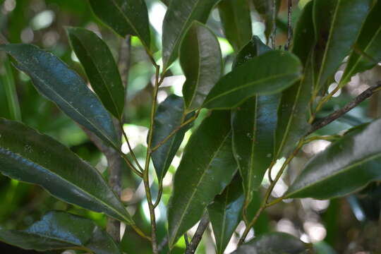 Sivun Brochoneura acuminata (Lam.) Warb. kuva