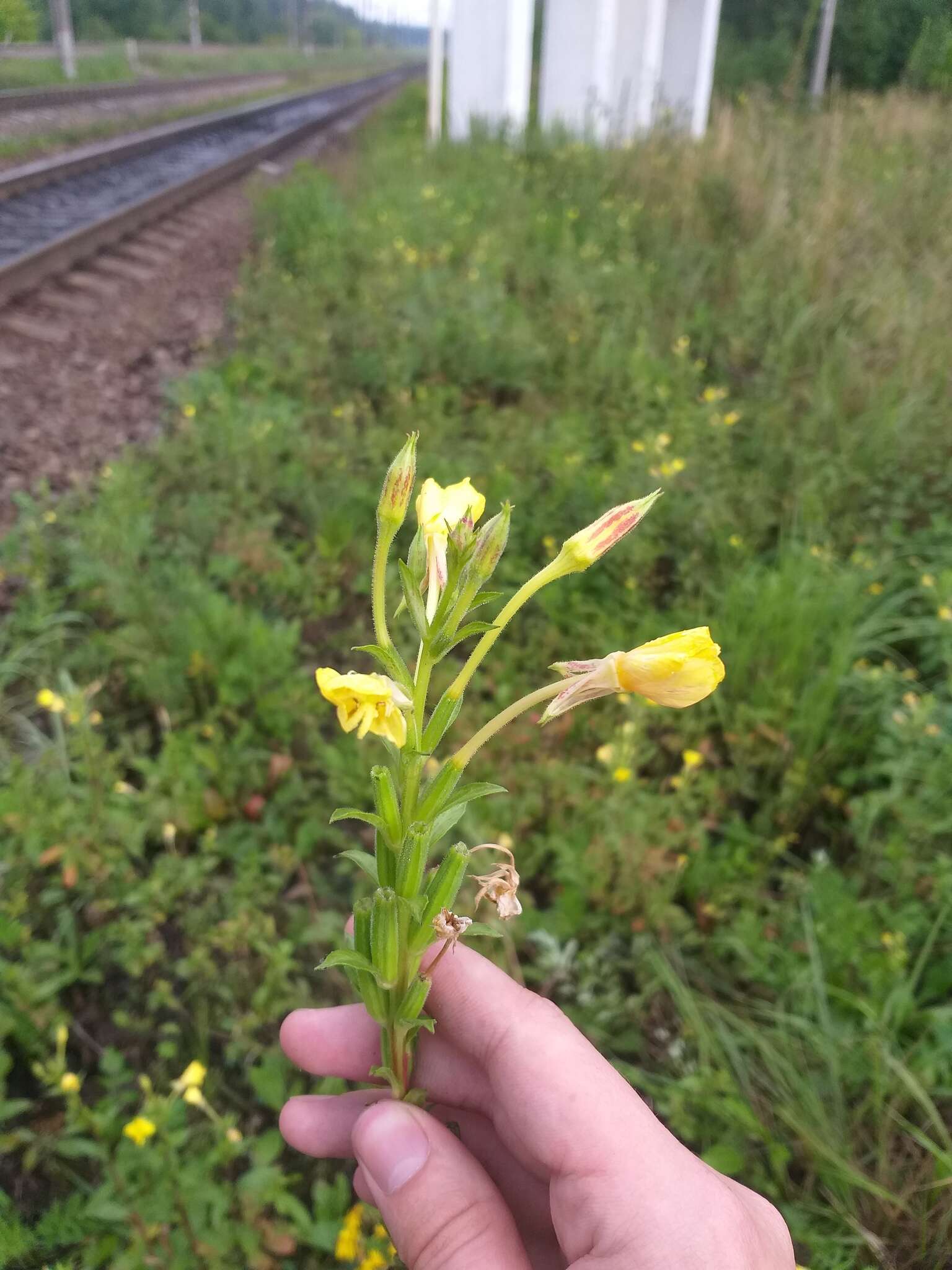 Image of Oenothera fallax Renner