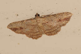 Image of Xanthorhoe anaspila Meyrick 1891