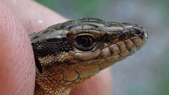 Image of Anatolian Rock Lizard