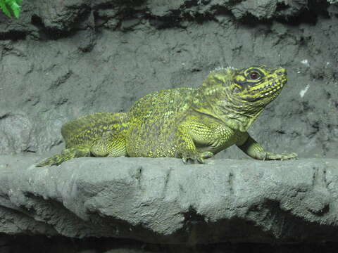 Image of Crested Lizard