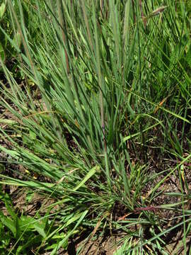 Image of Digitaria tricholaenoides Stapf