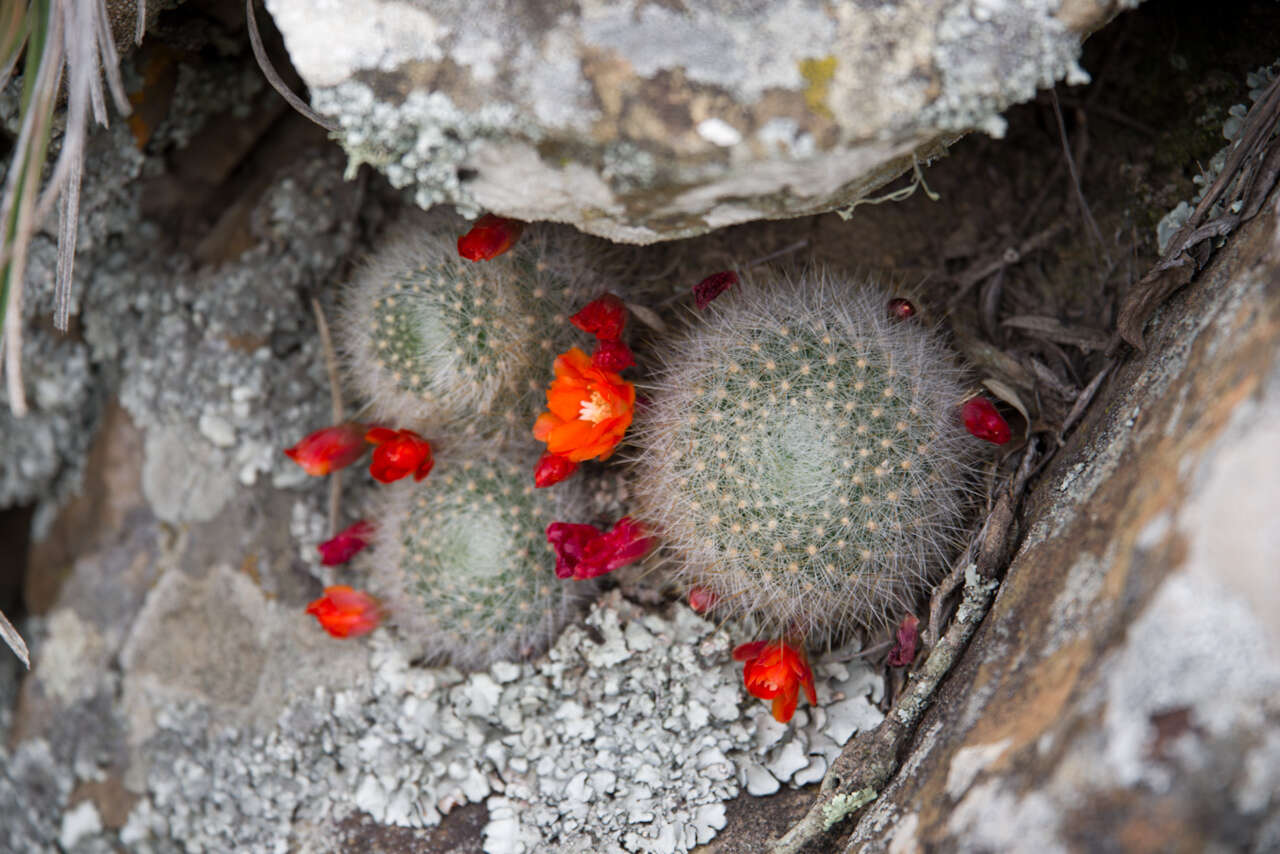 Image of Aylostera fiebrigii