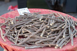 Image of cultivated licorice