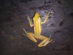 Image of Leaf frog