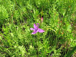 Calopogon tuberosus (L.) Britton, Sterns & Poggenb.的圖片