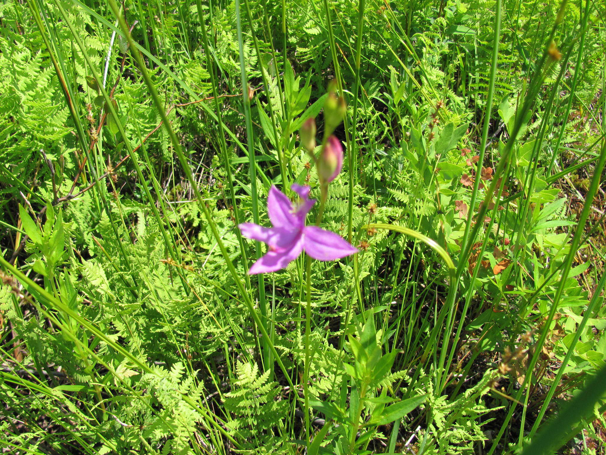 Calopogon tuberosus (L.) Britton, Sterns & Poggenb.的圖片