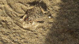 Image of Cedros Island Horned Lizard