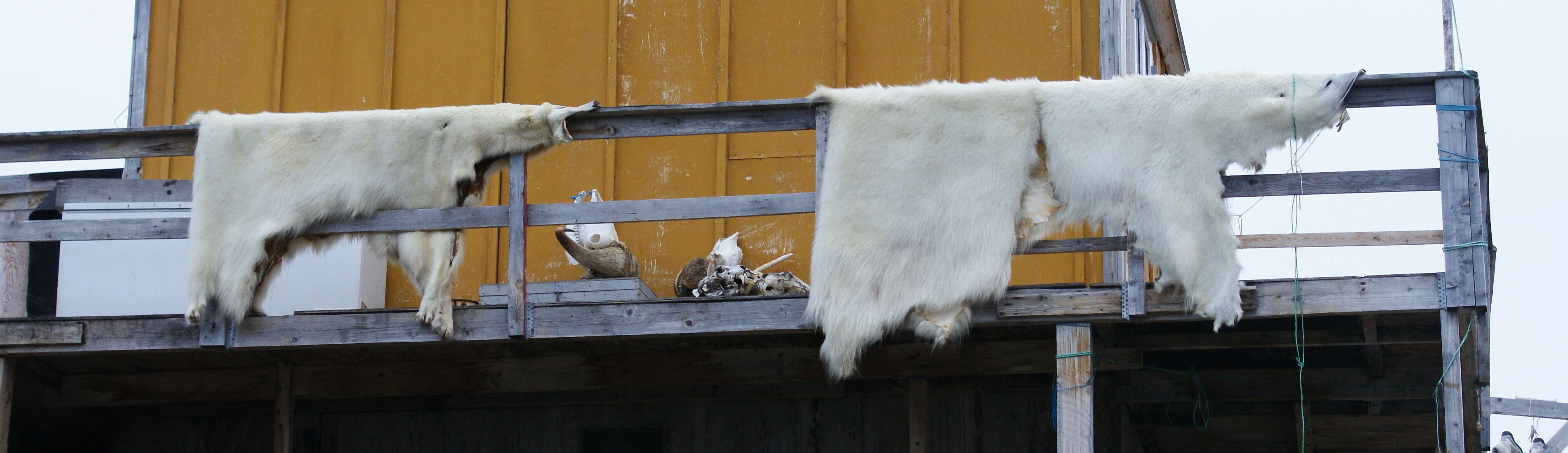 Imagem de urso-polar