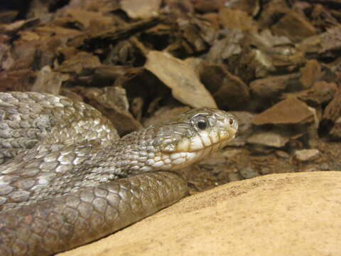 Image of Rat snakes