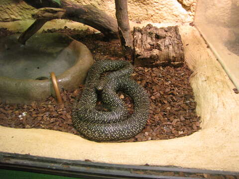 Image of Speckled Kingsnake