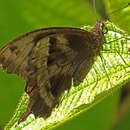 Image de Papilio oribazus Boisduval 1836