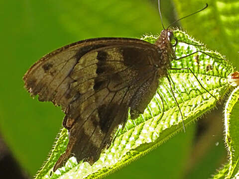 Image de Papilio oribazus Boisduval 1836