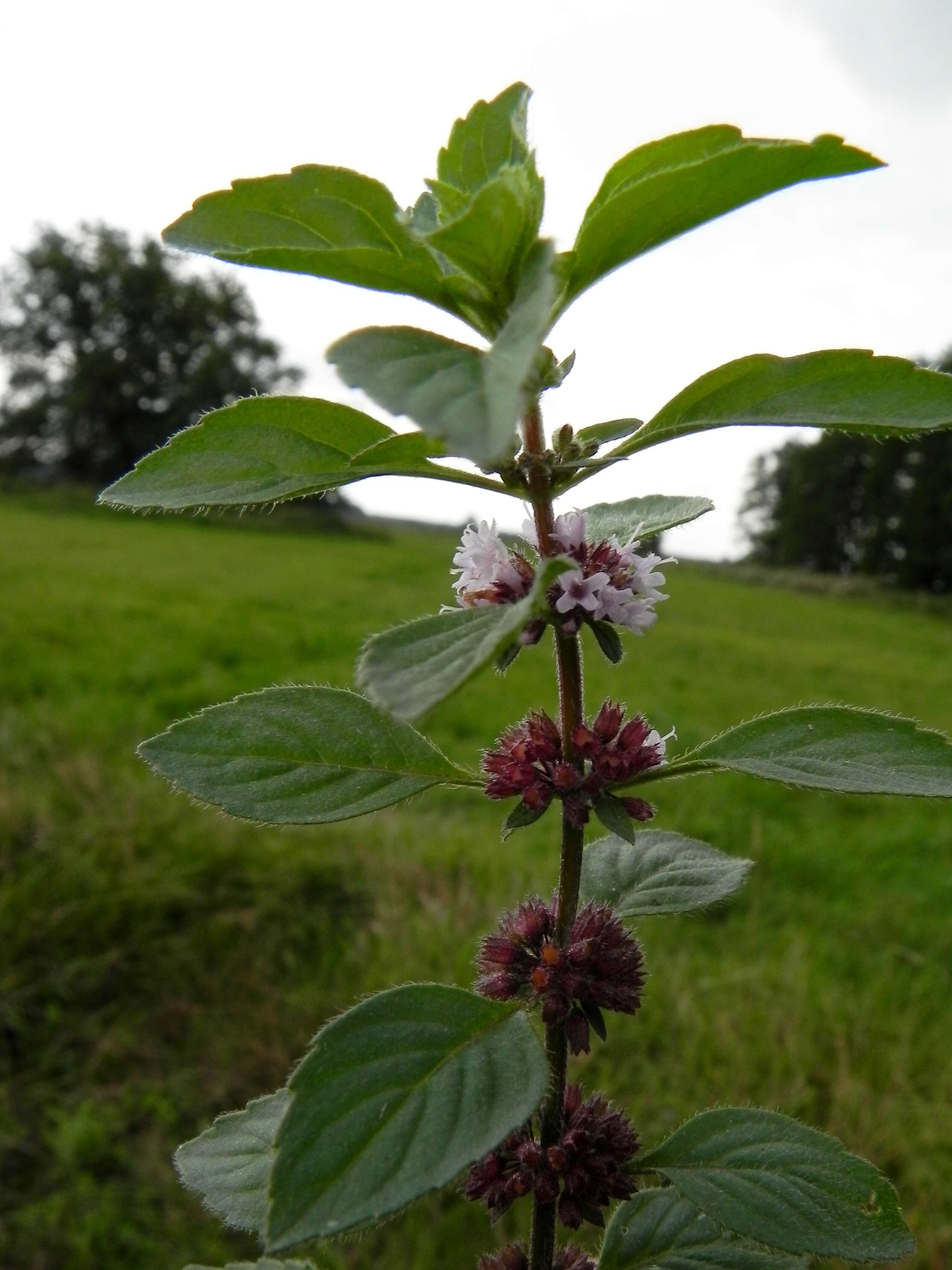 Image of wild mint