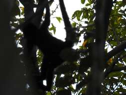 Image of Black-headed Spider Monkey