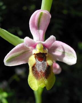 Image of Sawfly orchid