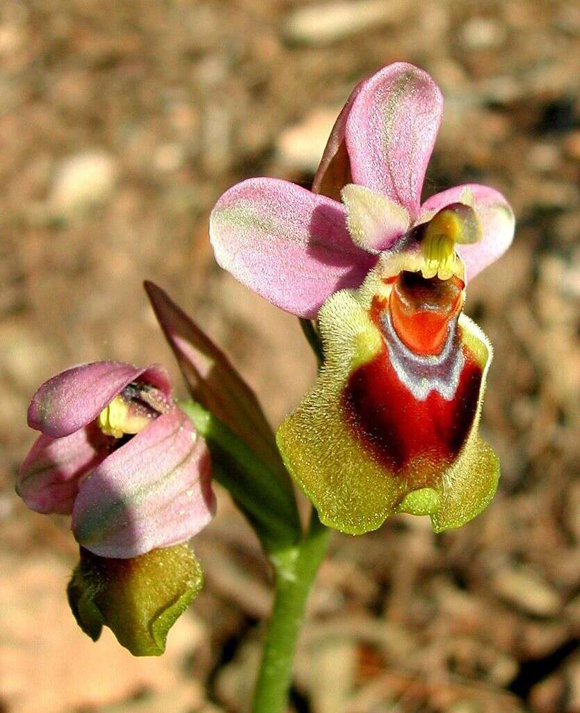 Image of Sawfly orchid