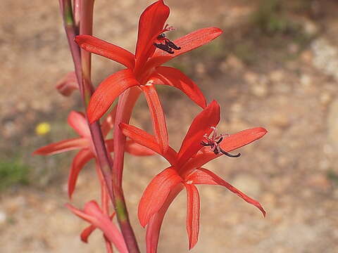 Imagem de Watsonia angusta Ker Gawl.