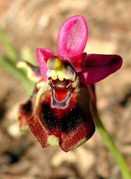 Image of Sawfly orchid