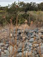 Image of common woolly sunflower