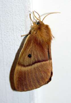 Image of grass eggar