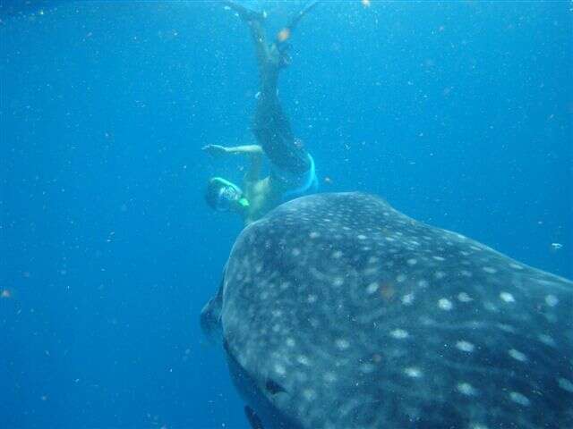 Image of whale sharks