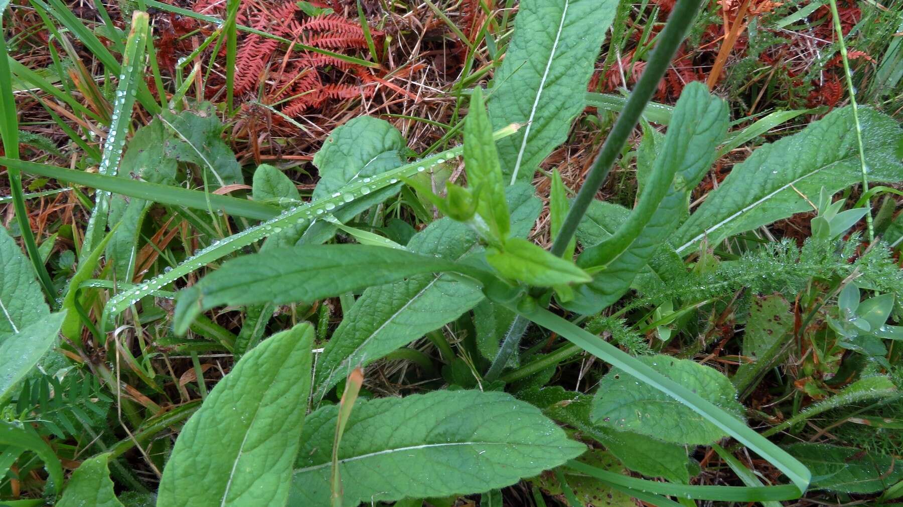 Слика од Knautia nevadensis (M. Winkler ex Szabó) Szabó