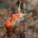 Image of Coryphella verta Ev. Marcus 1970