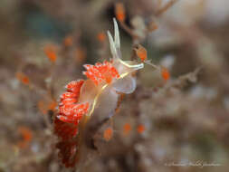 Coryphella verta Ev. Marcus 1970 resmi