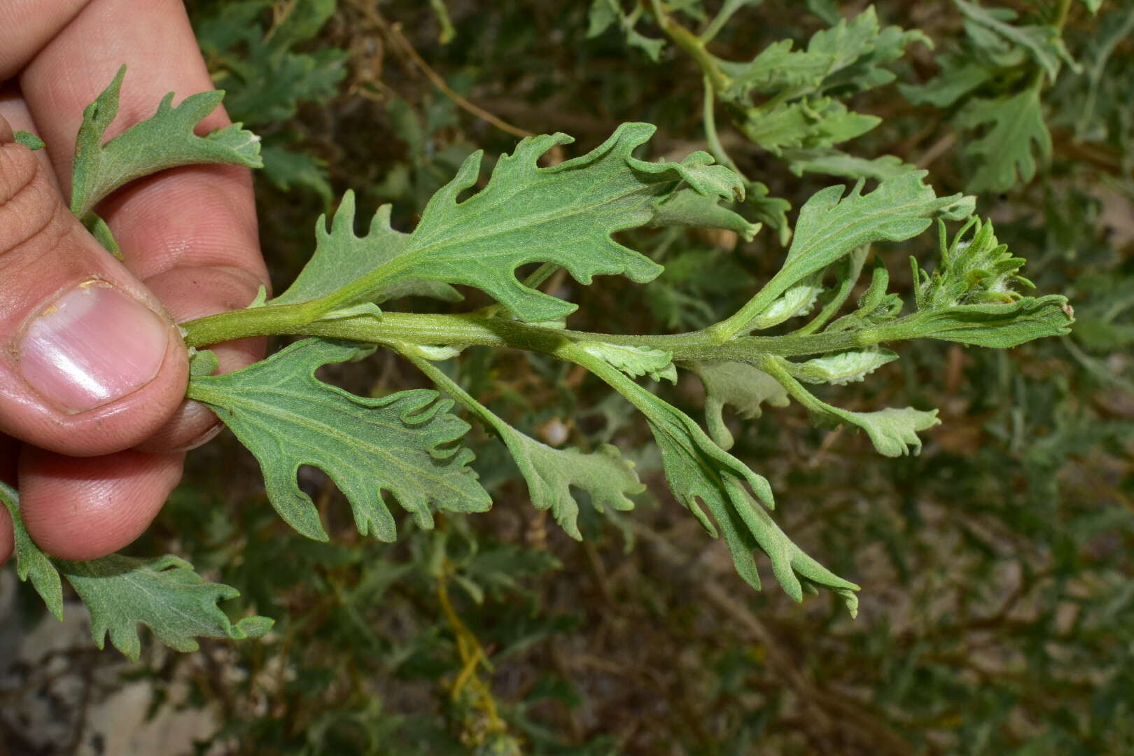 Sivun Encelia laciniata Vasey & Rose kuva