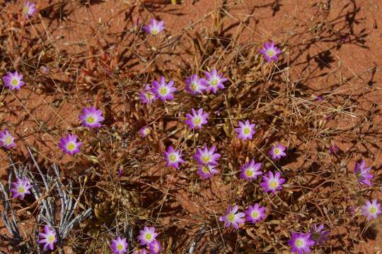 Image of Calandrinia balonensis Lindl.