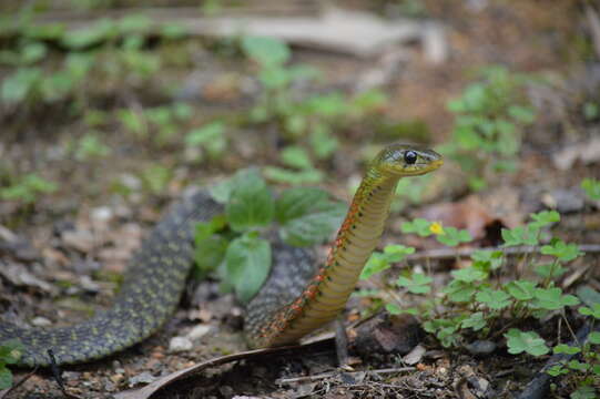 Image of Rhabdophis helleri (Schmidt 1925)