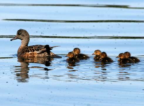 Image of American Wigeon