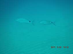 Image of Blacksaddle goatfish