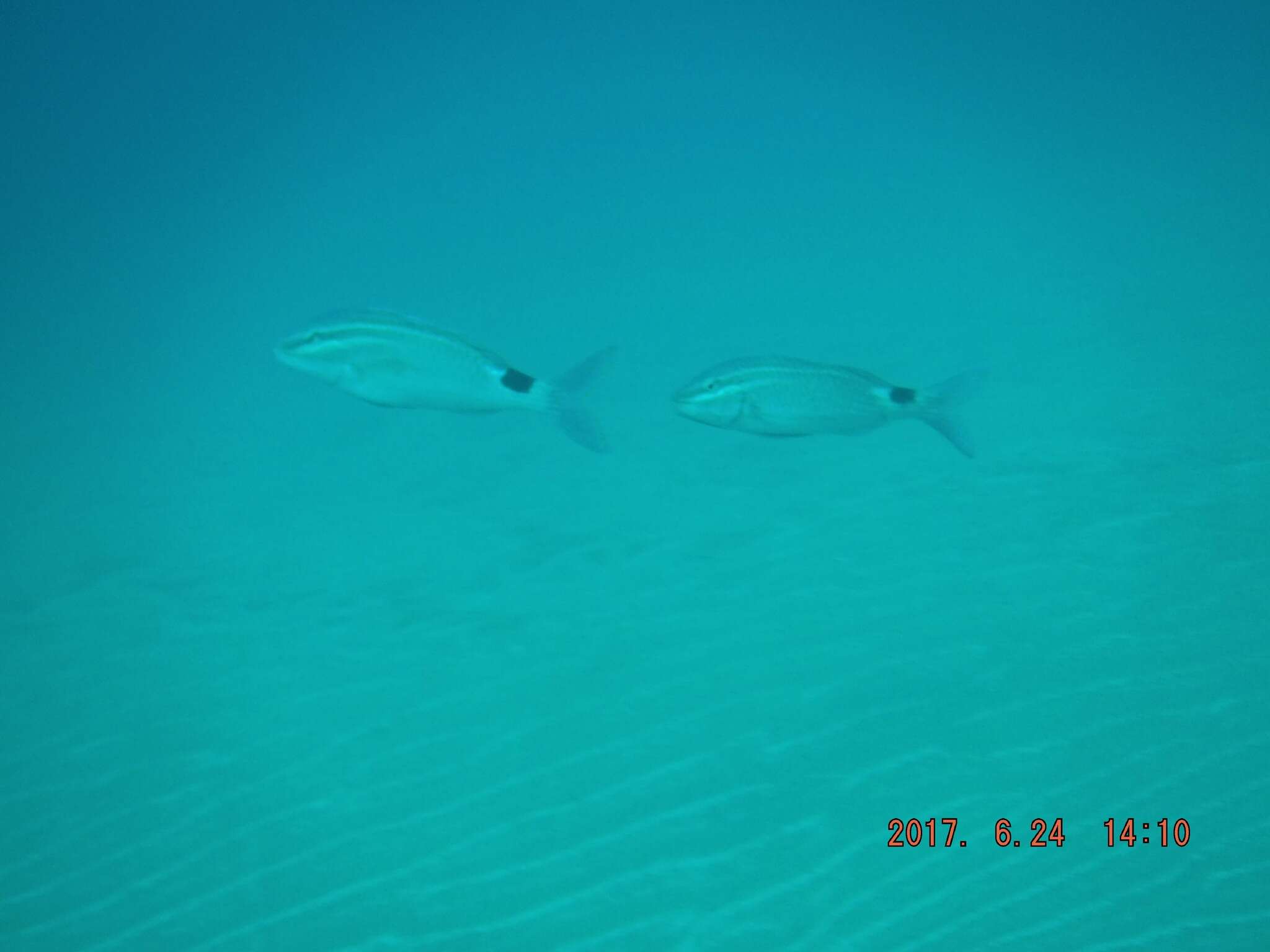 Image of Blacksaddle goatfish