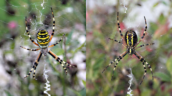 Image of Barbary Spider