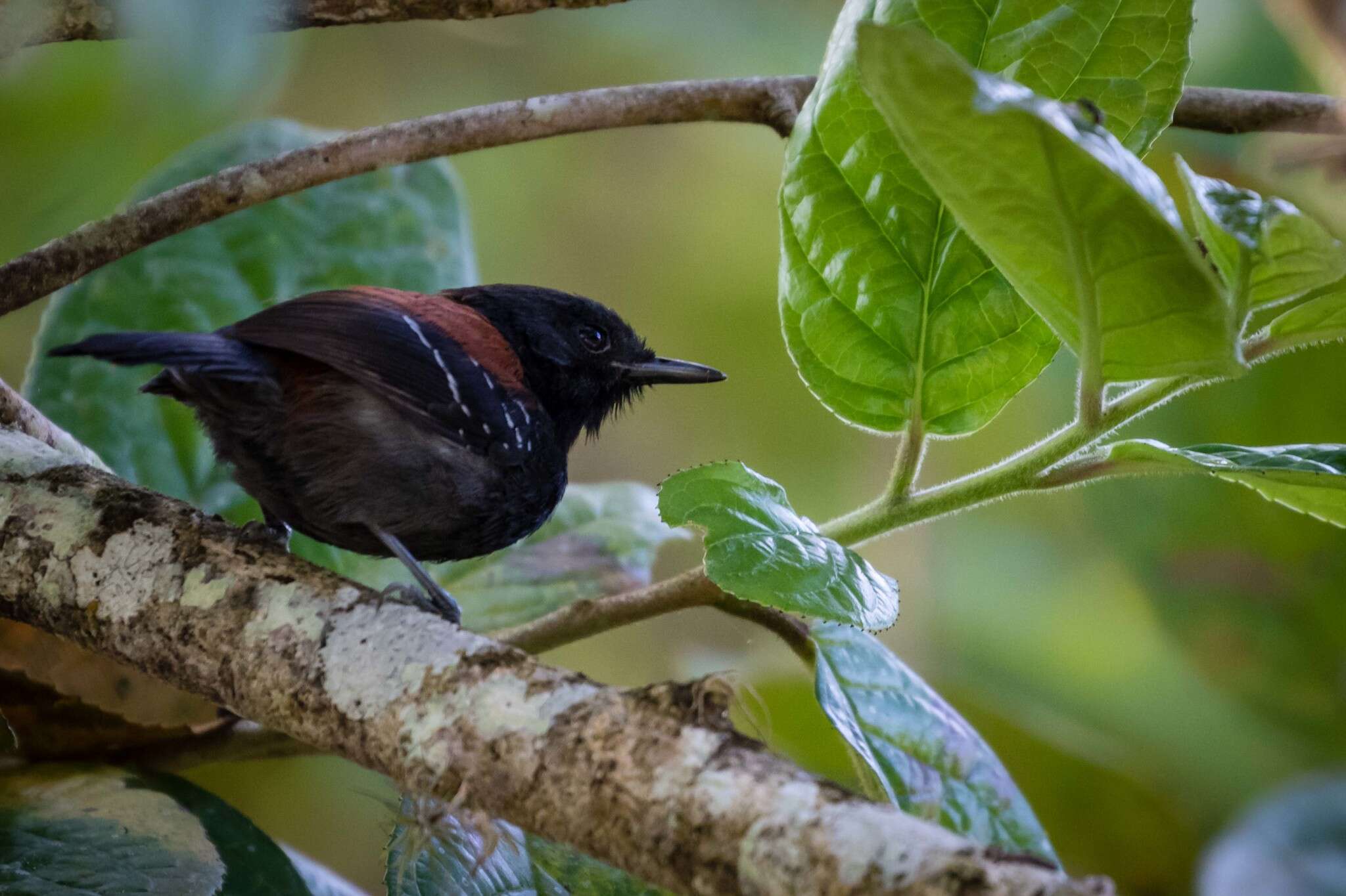 Image of Black-hooded Antwren